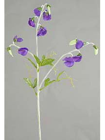 SWEET PEA SPRAY PURPLE