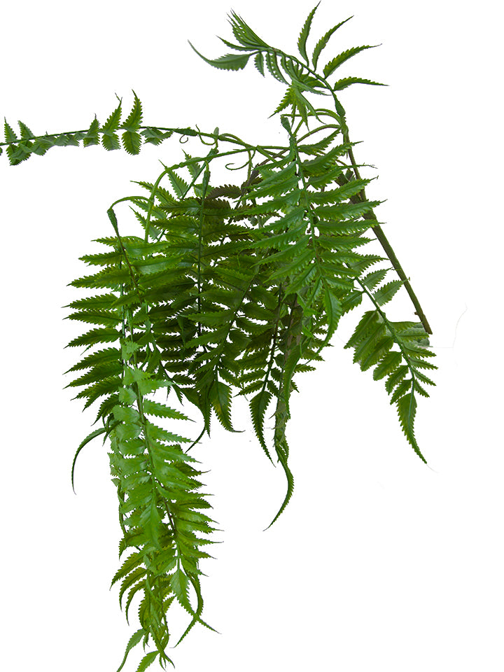 34" HANGING BOSTON FERN