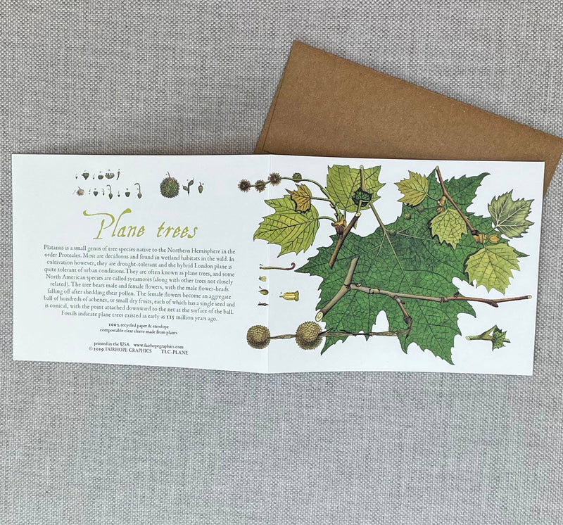 Plane Tree Card