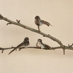 Birds on Clips - Box of 3