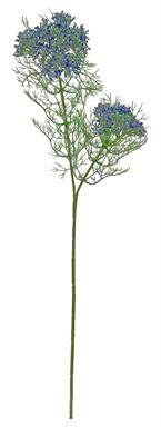 Dill Weed 23" Blue