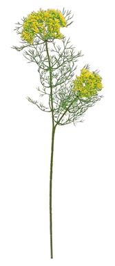 Dill Weed 23" Yellow