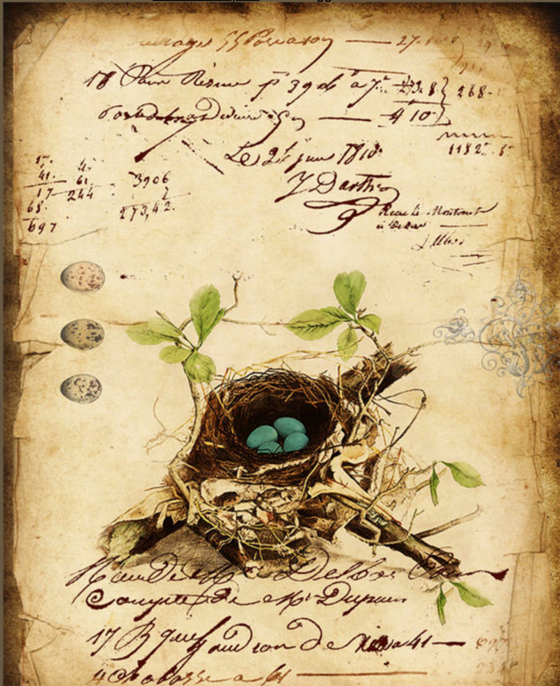 Blue Egg Nest Note Card