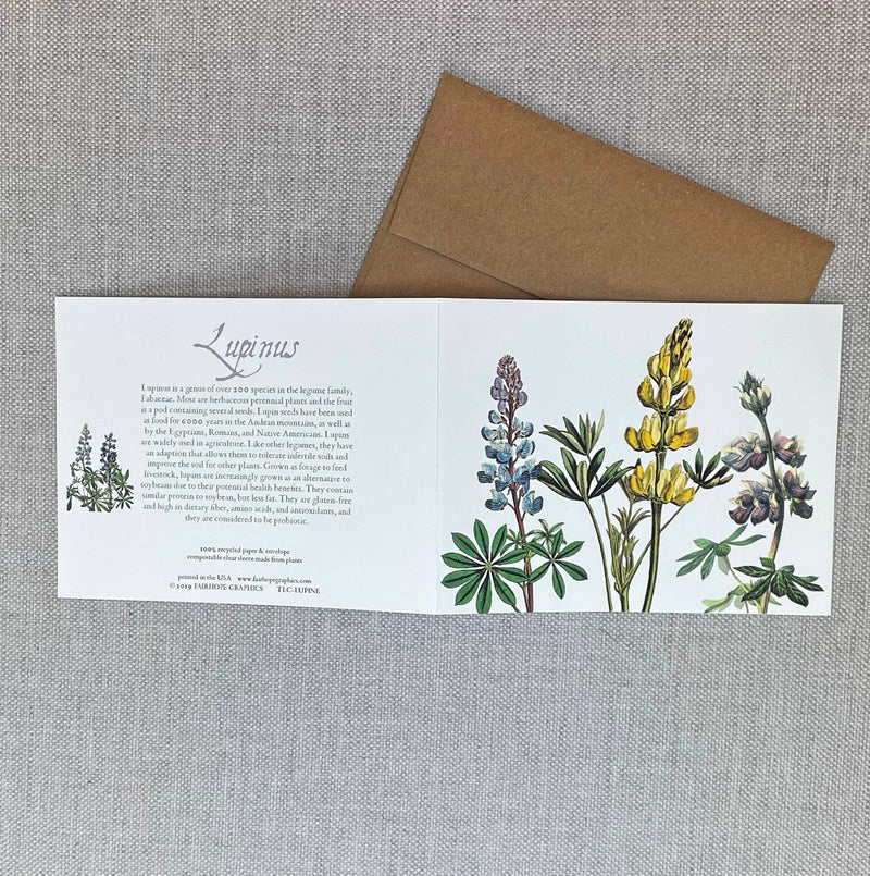 Lupinus Card