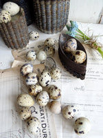 Natural Quail Egg Shells